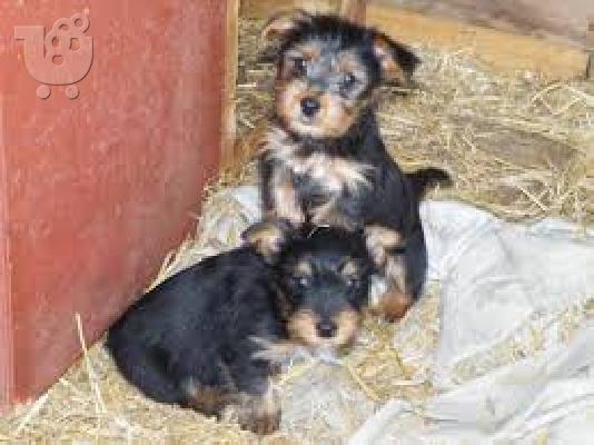 Γκολντεν καθαροαιμο κουταβακι